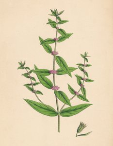 Mentha gracilis, var. genuina. Menthe grêle, 19e siècle