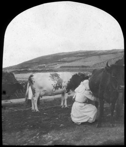 Traite des vaches, fin 19ème ou début 20ème siècle - Unbekannt