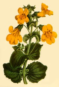 Fleur de singe, 1812, 1944 - Unbekannt