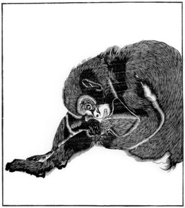 Singe - Unbekannt