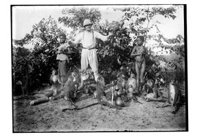 Singes, vers 1910 - Unbekannt
