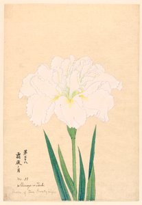 Lune de la nuit glaciale (Shimoyo no Tsuki), No. 38, vers 1910