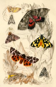 Papillons de nuit, 19ème siècle - Unbekannt