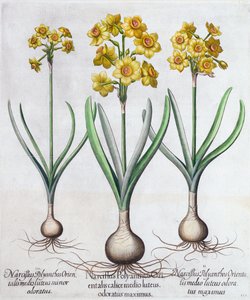 Narcisse, 1613 - Unbekannt