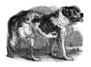 Chien Terre-Neuve, 1848