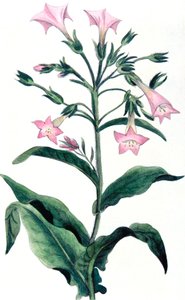 Nicotiana tabacum - plante de tabac, 1823 - Unbekannt