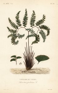 Capillaire du Canada, Adiantum pedatum - Unbekannt