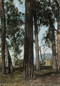 Nouvelle-Guinée. Le Bois de Fer, Papouasie-Nouvelle-Guinée - Arbres de fer, 1900
