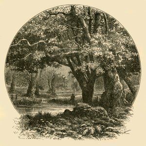 Chênes à Bradgate, 1898
