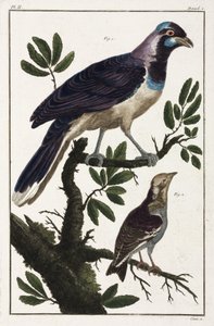 Oiseaux tropicaux: choucas de Cayenne et cotinga des Moluques - Unbekannt