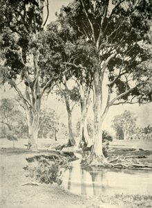 Vieux gommiers, Mt. Crawford, Australie-Méridionale, 1901