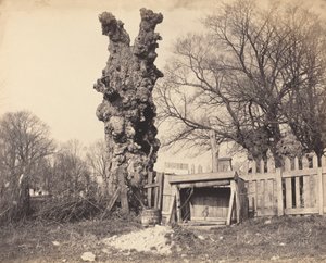 Vieil arbre près de Chatham, années 1850 - Unbekannt