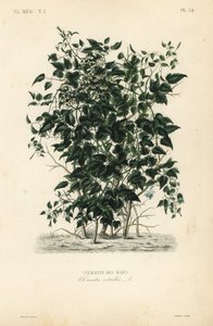 Clématite des haies