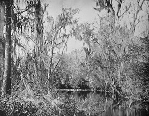 Sur Governors Creek, rivière Ocklawaha, Floride - Unbekannt