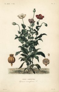 Pavot somnifère, Papaver somniferum, Pavot somnifère - Unbekannt