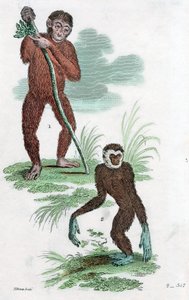Orang-Outan et Gibbon, 1822 - Unbekannt
