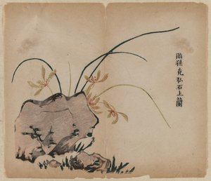 Orchidée sur des rochers, 18e siècle - Unbekannt