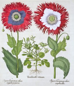 Pavots ornementaux, 1613 - Unbekannt