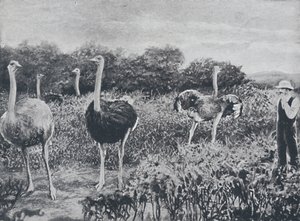 Autruches, 1924 - Unbekannt