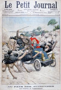 Autruches attaquant une voiture, Californie, USA, 1904 - Unbekannt
