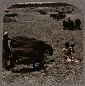 Bœufs foulant le maïs, vers 1900 - Unbekannt