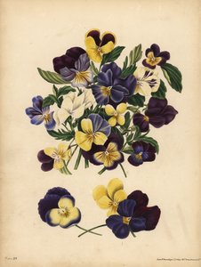 Pensées, Viola tricolor, Pensées : Vous occupez mes pensées ou Pensez à moi - Unbekannt