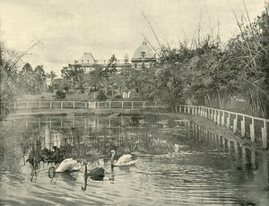 Étang de papyrus, jardins botaniques de Brisbane, 1901 - Unbekannt