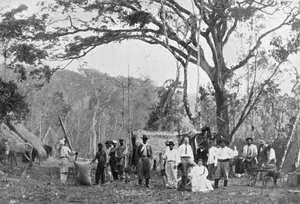 Récolte de thé paraguayen, Paraguay, 1911 - Unbekannt