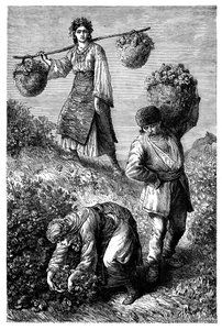 Paysans cueillant des roses en Roumélie, vers 1890