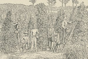 Plantation de poivre, 1924
