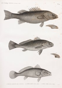 Perche Allongée; Sciene Aigle & Sciene Corb