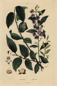 Kaki, Diospyros kaki 1, et hovea ou karri blue bush, Hovea elliptica Platychilum celsianum 2. Plaqueminier, Platychilier