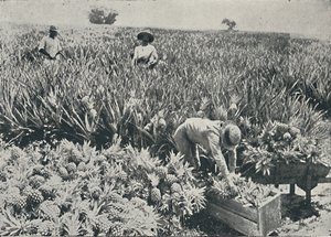 Plantation d