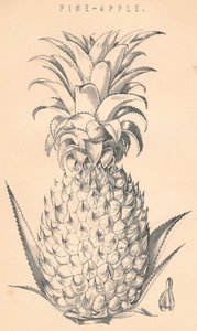 Ananas, 19ème siècle - Unbekannt