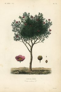 Ciste de Crète