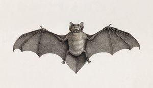 Pipitrelle chauve-souris, chauves-souris en Égypte - Unbekannt