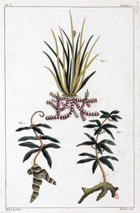 Plantes médicinales, Chine - Unbekannt