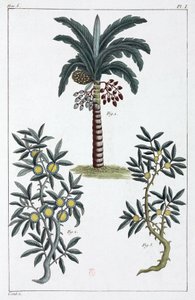 Plantes médicinales, Chine - Unbekannt