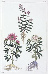 Plantes médicinales, Chine - Unbekannt