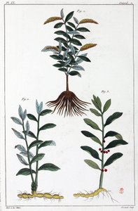 Plantes médicinales, Chine - Unbekannt