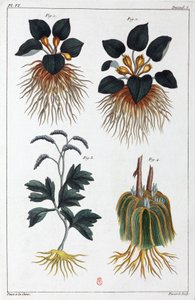 Plantes médicinales, Chine - Unbekannt