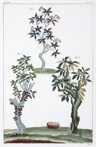 Plantes médicinales, Chine