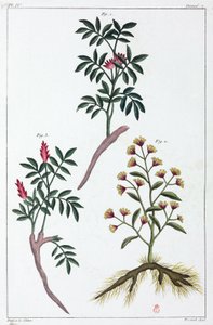 Plantes médicinales, Chine - Unbekannt