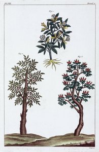 Plantes médicinales, Chine