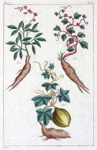 Plantes médicinales, Chine - Unbekannt
