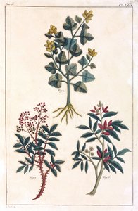 Plantes médicinales, Chine