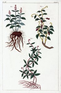 Plantes médicinales, Chine