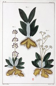 Plantes médicinales, Chine - Unbekannt