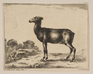 Planche 15 : biche, de Divers animaux - Unbekannt