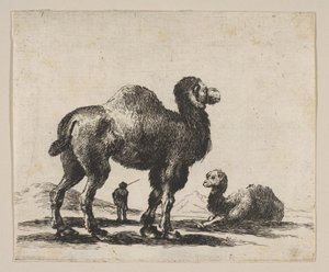 Planche 17 : chameaux, de Divers animaux, après 1641